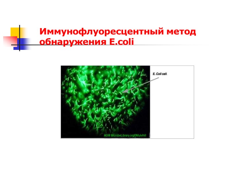 Иммунофлуоресцентный метод обнаружения E.coli
